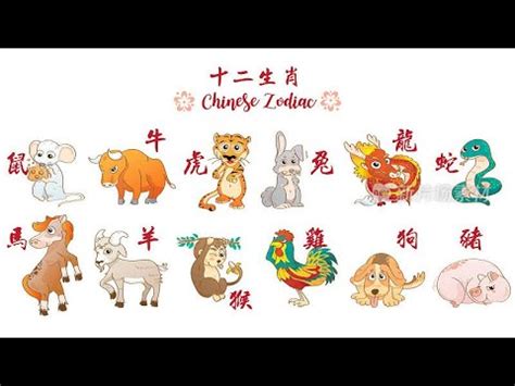 子鼠 丑牛 寅虎 卯兔 辰龙 巳蛇 午马 未羊|Chinese animal zodiac signs